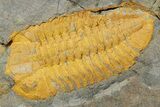 Rock With Thee Orange Trilobites (Ormathops sp & Prionocheilus?) #356822-4